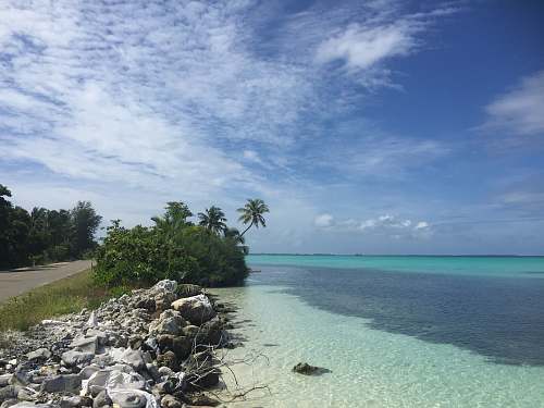sea body of water near palm tree and road during daytime beach