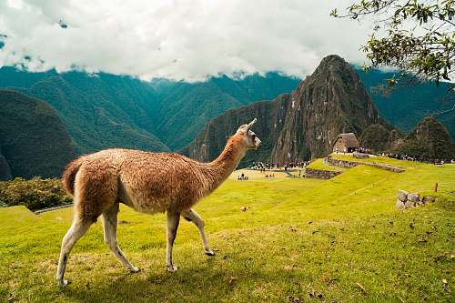 animal brown 4-legged farm animal standing on grass llama