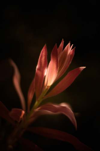 flower closeup photography of pink flower with sun ray hitting its petal blossom