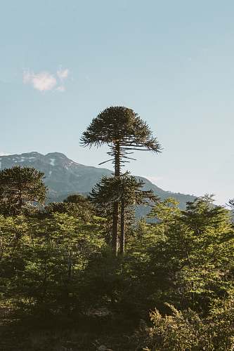 tree green and black trees under blue sky at daytime conifer