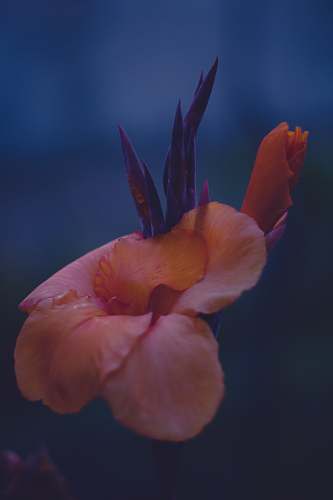 flower orange petaled flower macro photography blossom