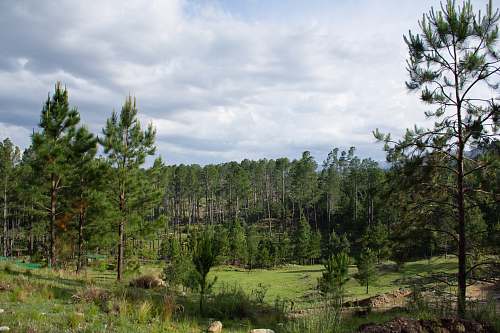 tree white and green house surrounded by trees abies
