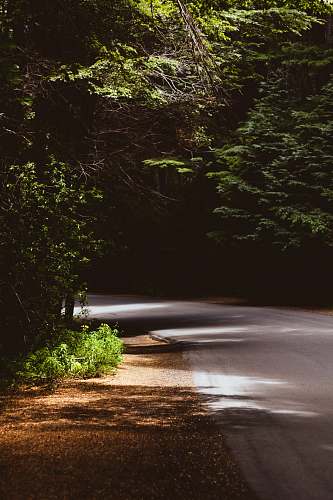 tree empty road covered with tree leaves during daytime plant