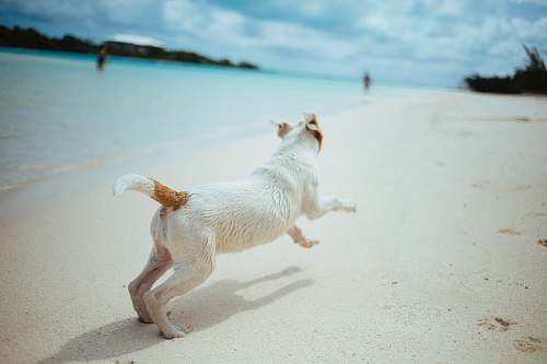 dog short-coated white and brown dog running in the seashore pet