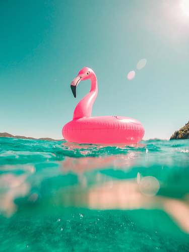 pink pink flamingo swim ring on body of water in summer beach
