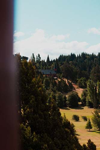 abies aerial photo of green leaf trees fir