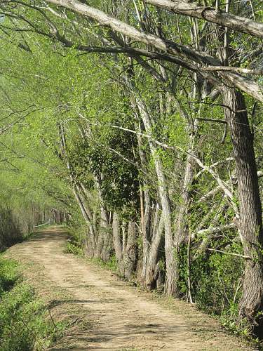 plant green trees pathway scenery path