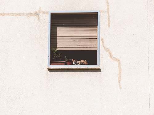curtain two green leafed plants in white wooden framed window home decor