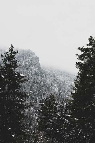 mountain grayscale photo of snow covered mountain and trees tree