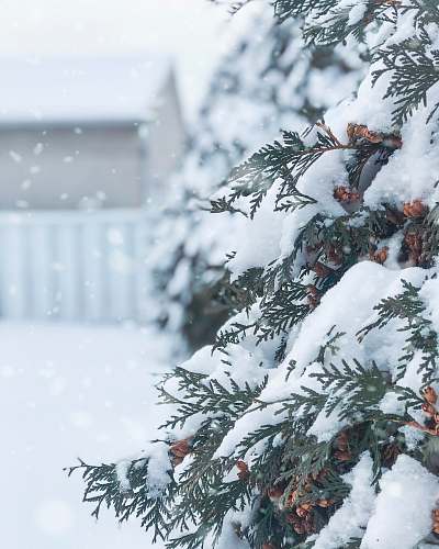 snow green trees covered with snow winter