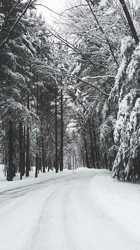 black-and-white road surrounded by trees during winter grey