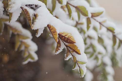 frost snow covered branch tree