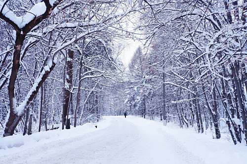 winter snow covered road and bare trees during daytime storm