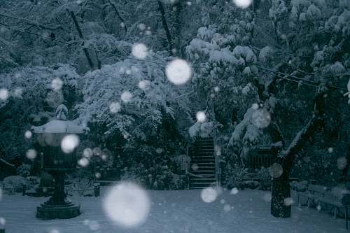 winter snow covered trees near stairway outdoors