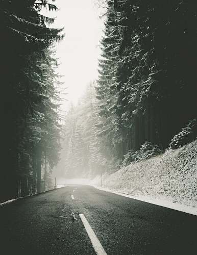 snow foggy road near trees road