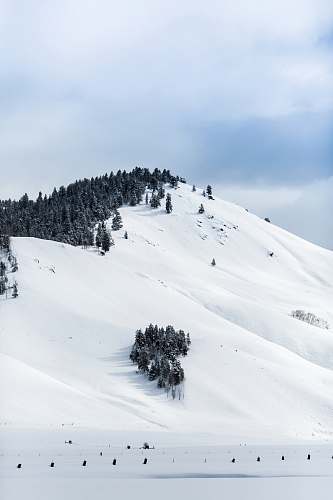 snow green trees on mountain during daytime outdoors