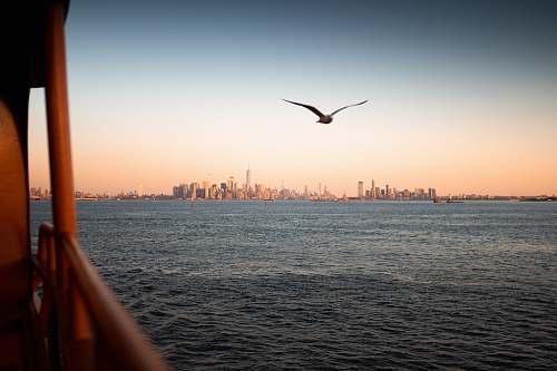 bird bird flying over the sea during sunset flying