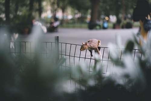 human brown animal on fence person