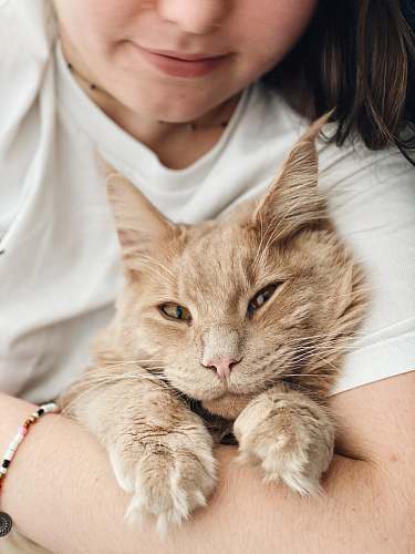 animal woman in white tank top holding orange tabby cat pet