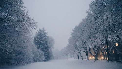 nature snow covered trees during daytime outdoors