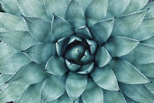green leafed plant
