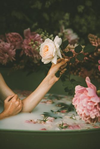 person holding white rose flower