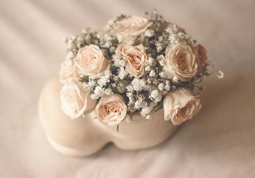  white rose flowers in white ceramic vase 