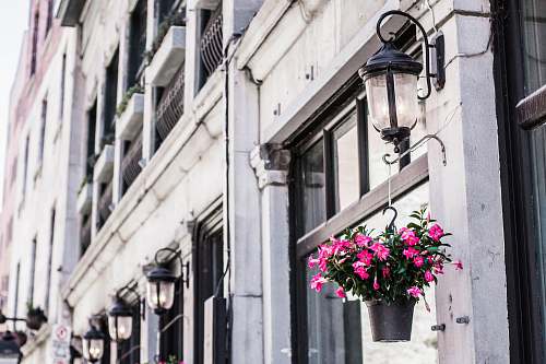 plant hang pink flower on white concrete building at daytime lamp
