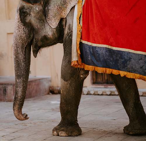 animal photography of walking elephant mammal