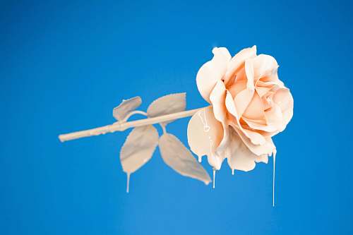 art photo of orange flower nature