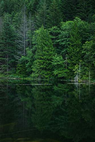 tree grey calm body of water near green leaf trees at daytime brohm lake