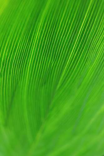leaf  bokeh