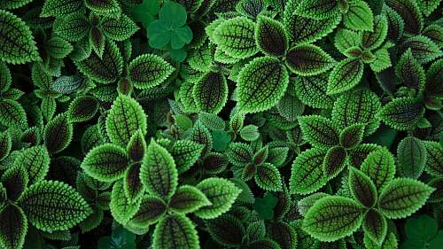 plant close up photo of green leafed plant botanical