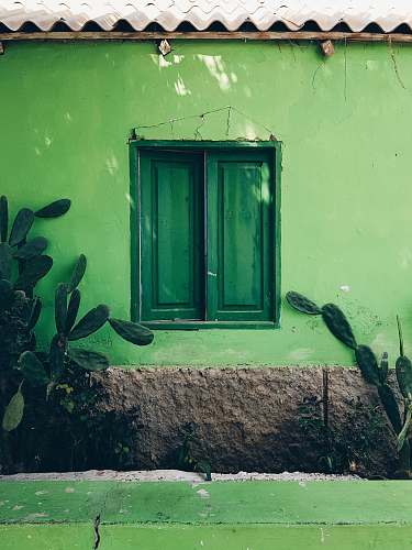 wall closed green wooden window palmeira
