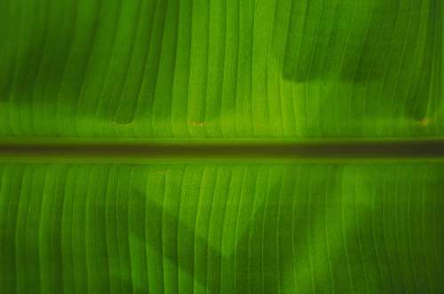 plant green banana leaf leaf