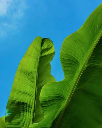 plant green banana tree leaf