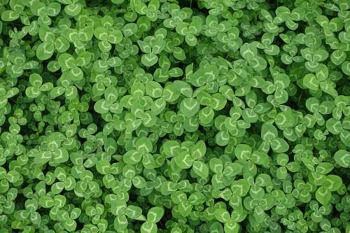 clover green leaf flowers texture
