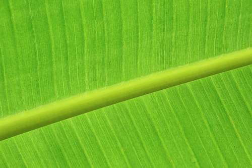 leaf green leaf flora