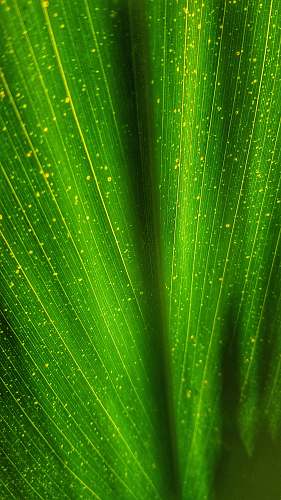 plant green leaf leaf