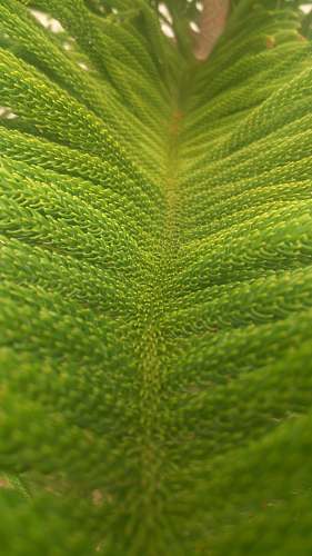 plant green leaf plant leaf