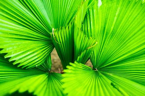 plant green-leafed plant leaf