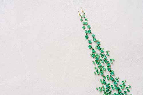 plant green leafed vine plant on wall savannah