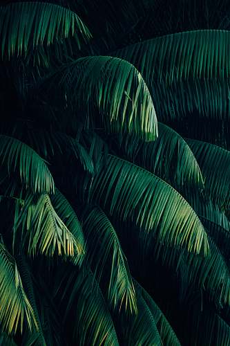 plant palm trees tropical