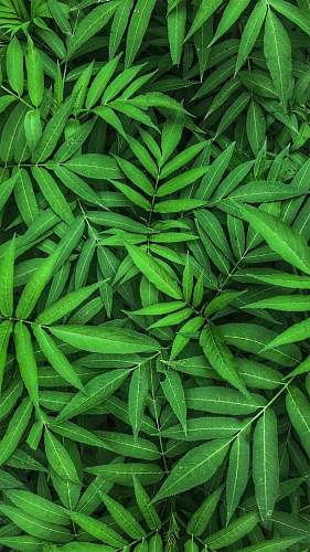 plant photo of green plants leaf