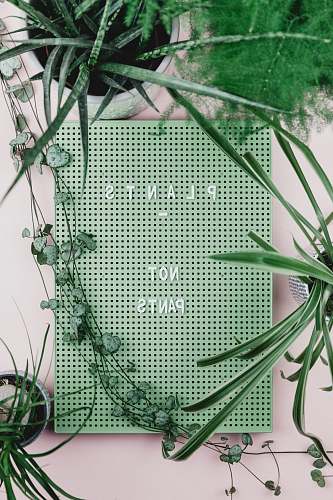 plant Plants No Pants wall decor surrounded with plants thornbury