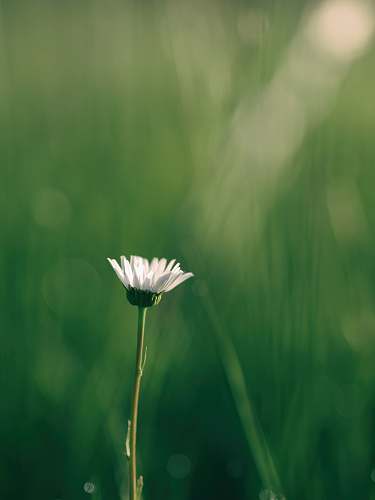 flower shallow focus photography of white flower nature