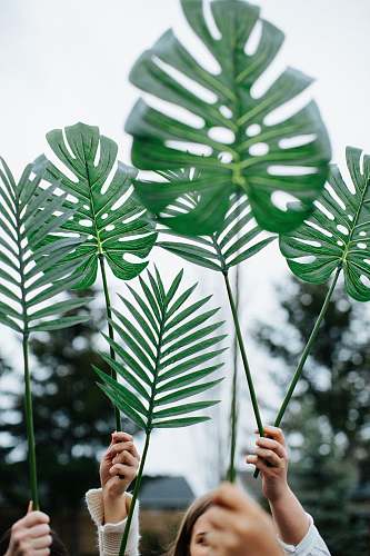 plant swiss plant leaf