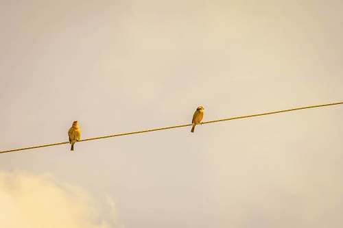 brown two yellow birds on string jaboticatubas