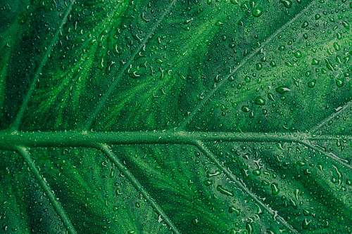 nature water droplets on green leaf texture