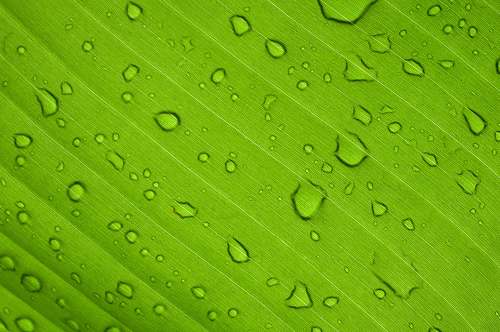 plant water drops on green leaf leaf